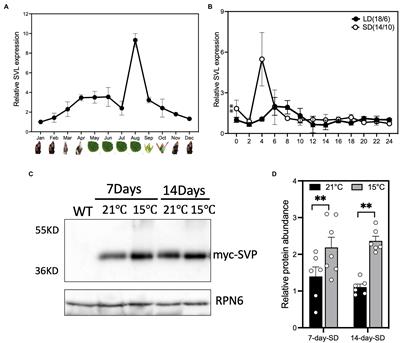 Populus SVL Acts in Leaves to Modulate the Timing of Growth Cessation and Bud Set